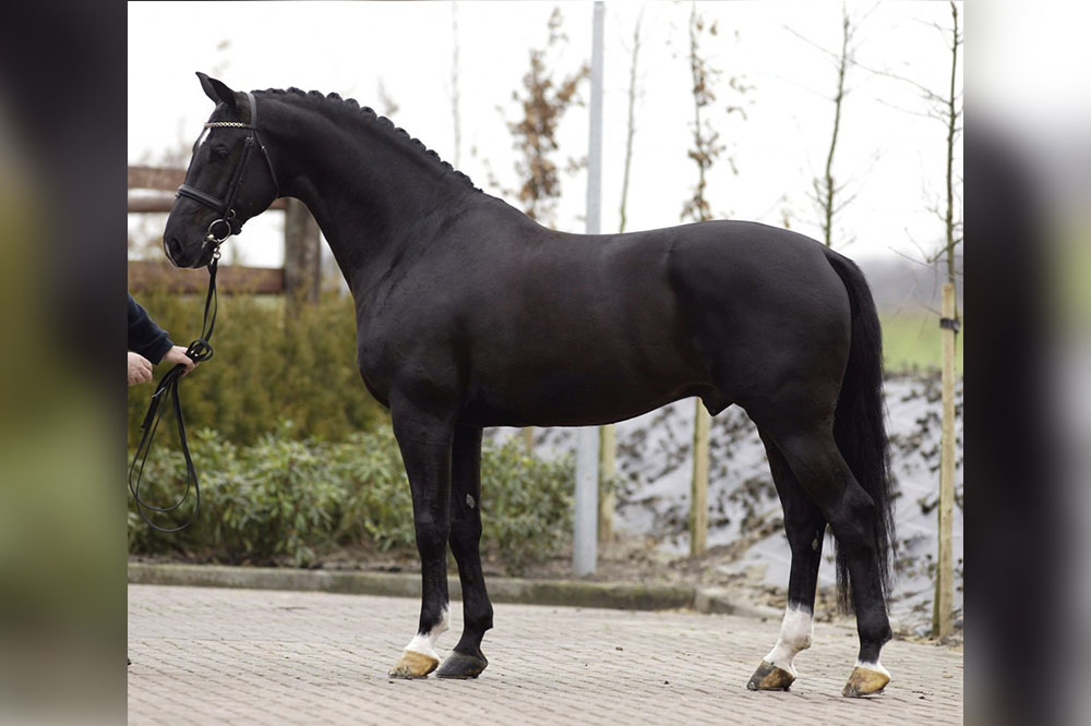 Negro – Olst Horses